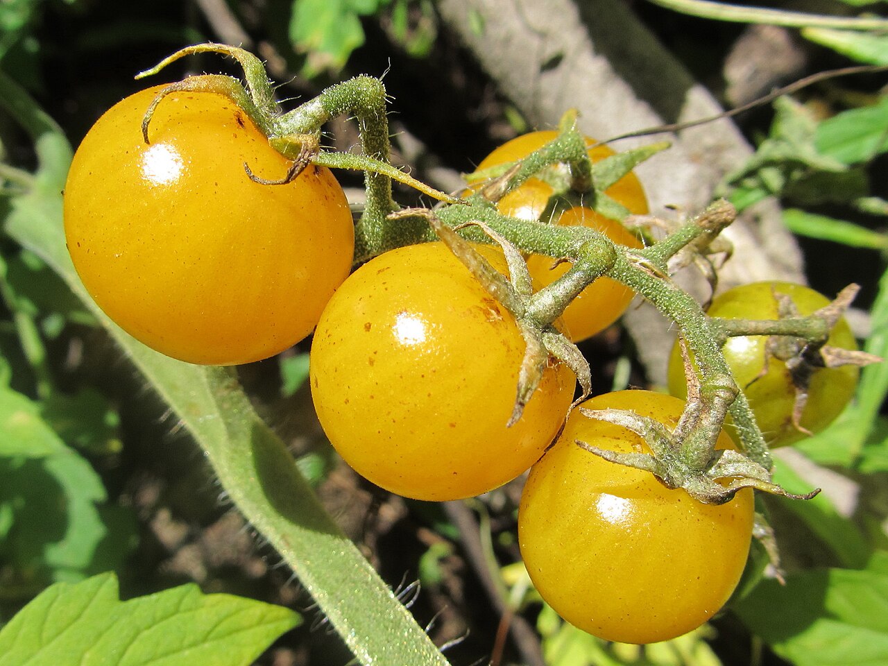 Tomate cherry amarillo gourmet al por mayor