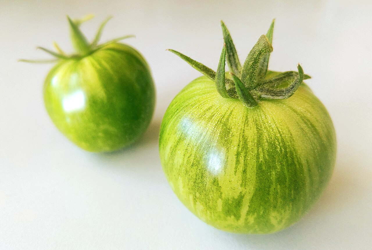 Tomate cebra green zebra al por mayor